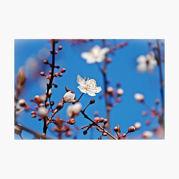 SPRING UP AGAIN 2012... Photographic Print