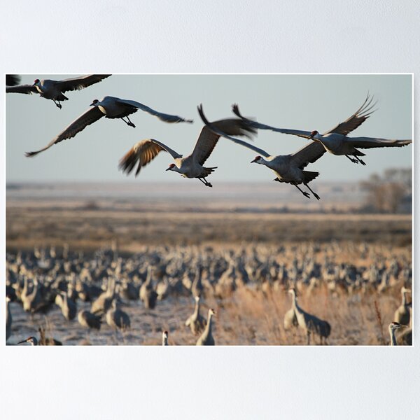 Item preview, Monte Vista Sandhill Cranes 2 designed and sold by KatsEyePhoto.