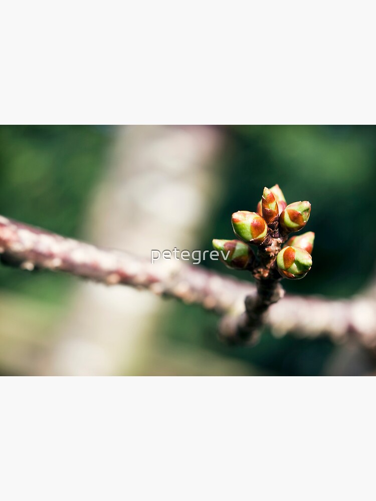 Day 248 - 14th March 2012 by petegrev