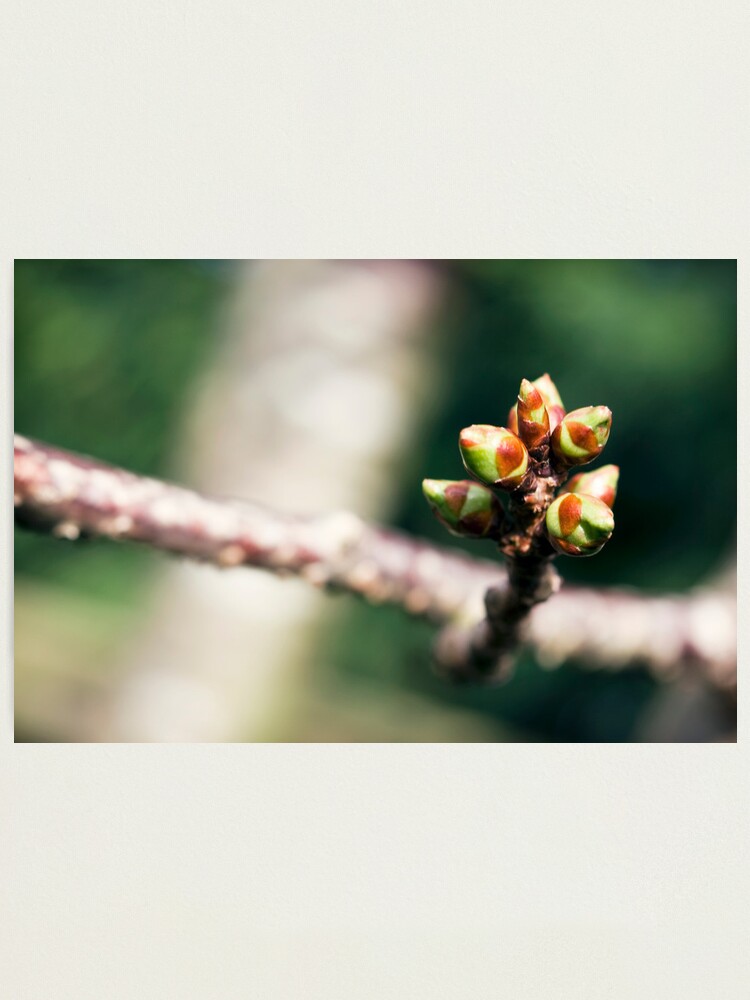 Alternate view of Day 248 - 14th March 2012 Photographic Print