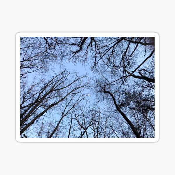 Moon Trees Sticker