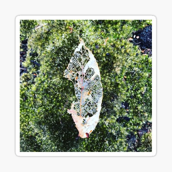 Tree Memory Sticker