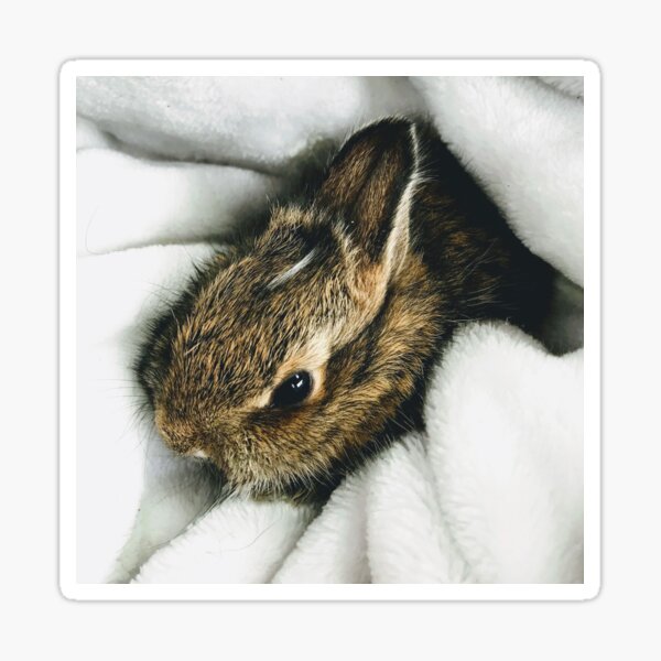 The Softest Bunny Sticker