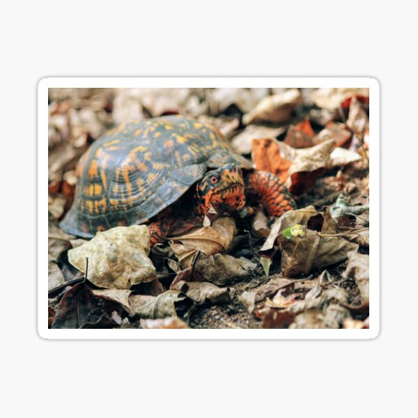 Tough Turtle Sticker