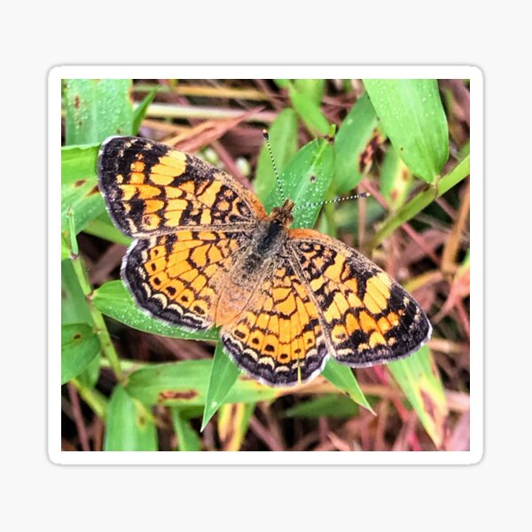Pearl Crescent Butterfly Sticker