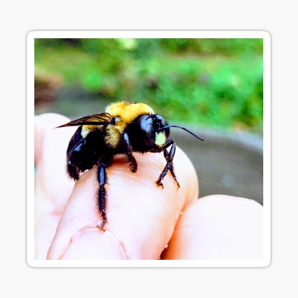 Bee Still Sticker