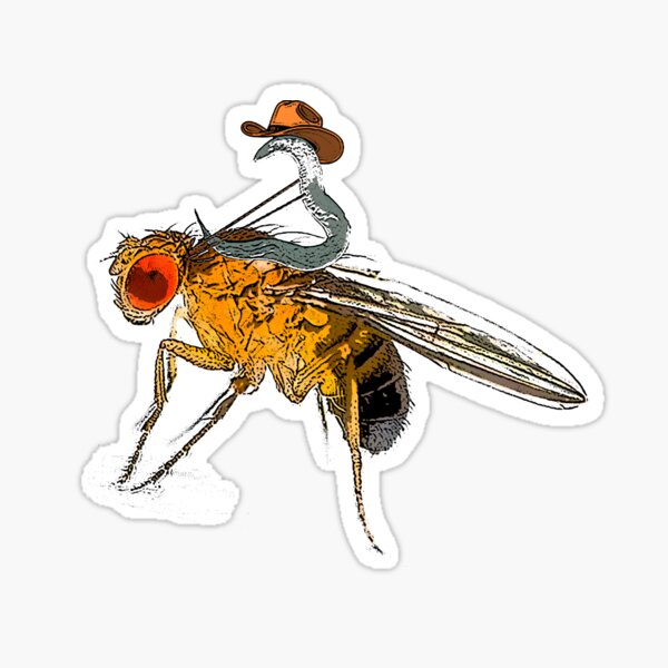 C. Elegans Riding Drosophila Fly Model Organism Rodeo Sticker