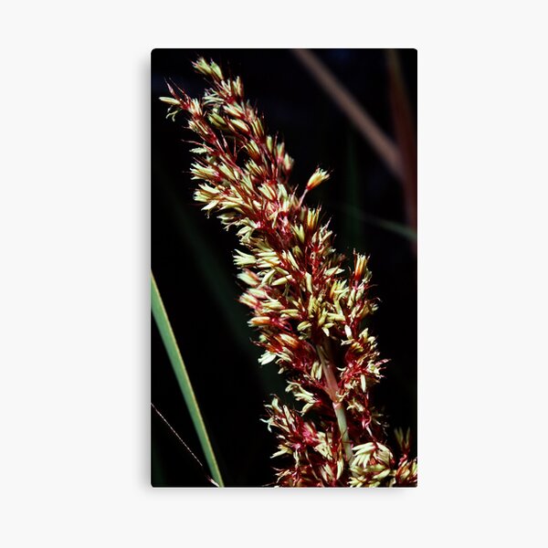 Item preview, Yellow red flower frond nr Denmark Western Australia 19820828 0044  designed and sold by Fred Mitchell.