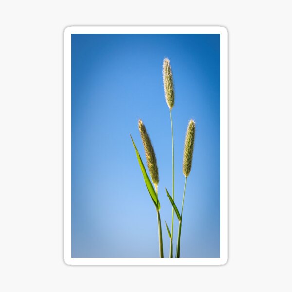 "Grasses" Sticker by JEZ22 Redbubble