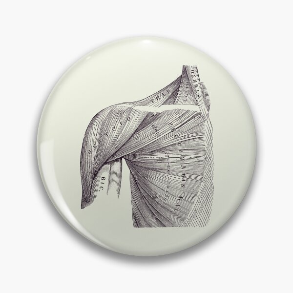 Item preview, Chest and Shoulder Muscular System - Vintage Anatomy 2 designed and sold by VAposters.