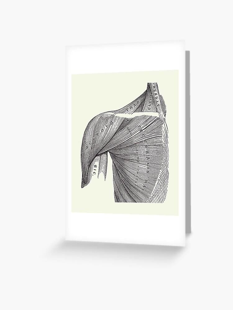 Scapula anatomy | Greeting Card