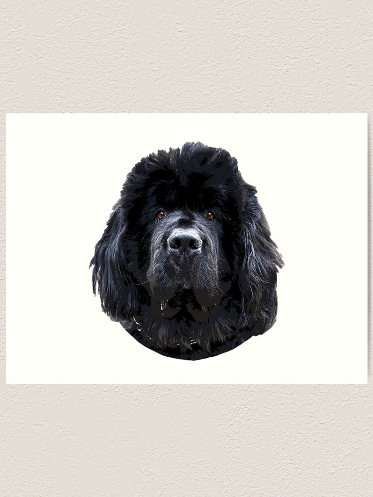 newfoundland puppy dog