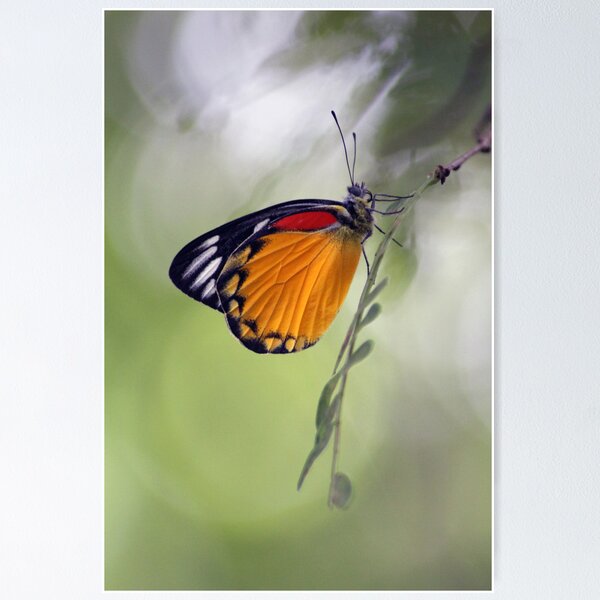Item preview, The Butterfly Effect. designed and sold by newcastlepablo.