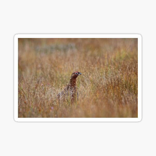 Red grouse Sticker