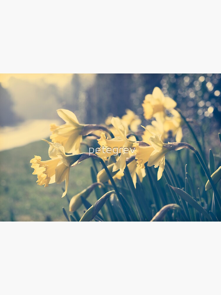 Day 249 - 15th March 2012 by petegrev