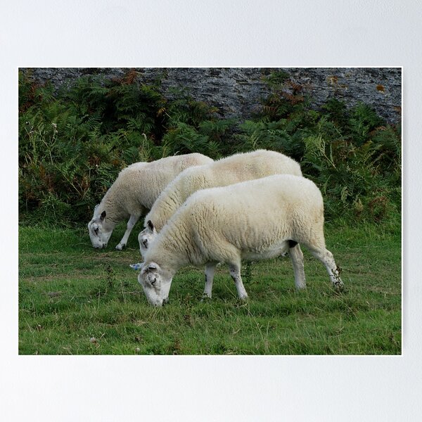 Item preview, Three Sheep Grazeing In Line Near Stone Wall designed and sold by richard wolfe.