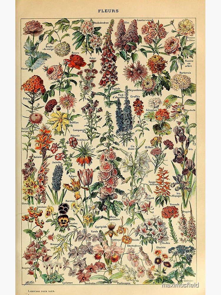 vintage flowers poster by maximusfield