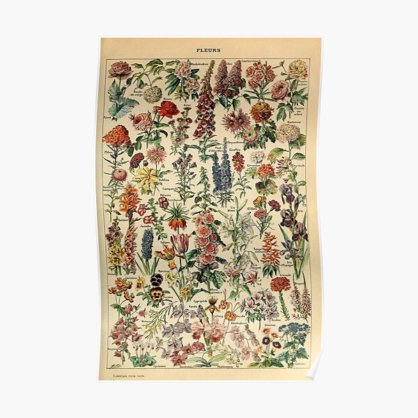vintage flowers poster Poster