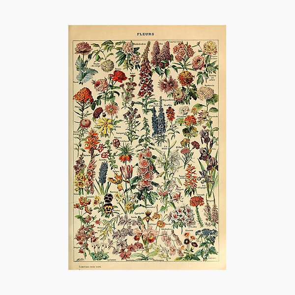 vintage flowers poster Photographic Print