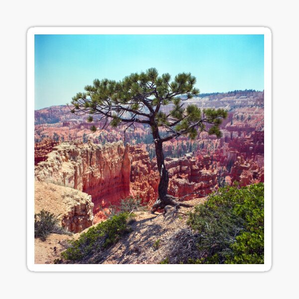 Canyon View Sticker