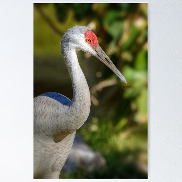 Item preview, Sandhill Crane  designed and sold by Saija  Lehtonen.