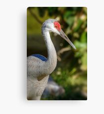 Sandhill Crane Canvas Print