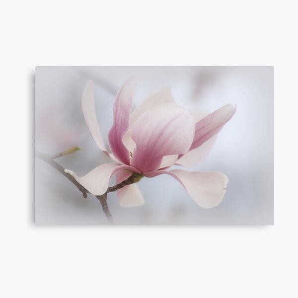 Softly Canvas Print