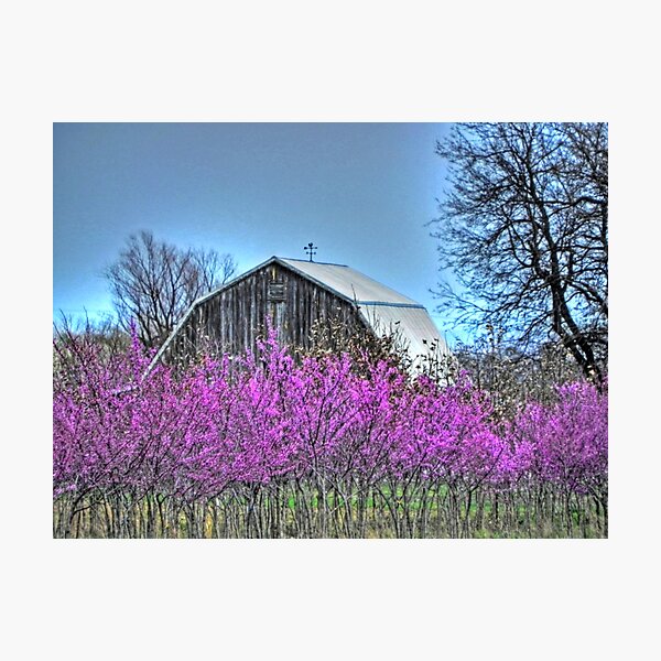 Item preview, Redbuds and Barn designed and sold by bannercgtl10.
