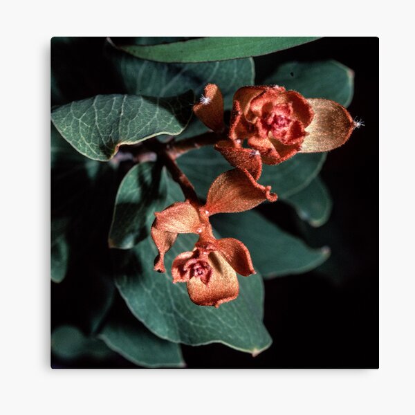 Item preview, New growth on a Hakea Mt Clarence Albany Western Australia 19820829 0017 designed and sold by Fred Mitchell.