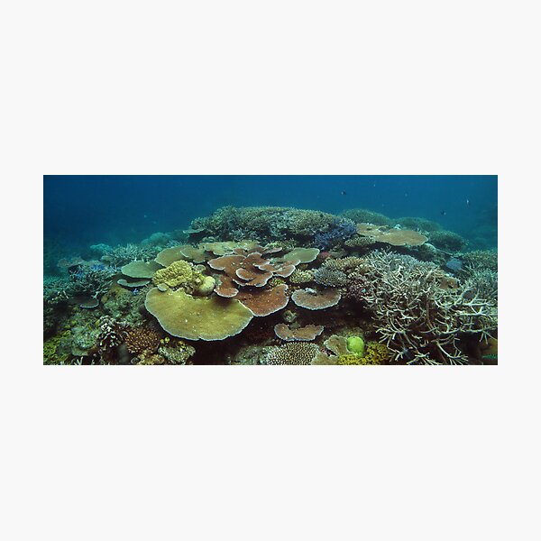 Mac's Reef I Photographic Print