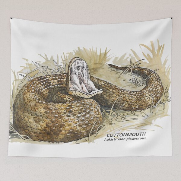 Item preview, Cottonmouth (Agkistrodon piscivorous) designed and sold by SnakeArtist.