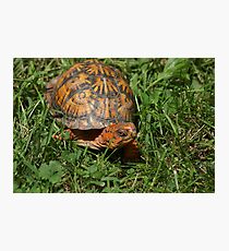 Turtle Photographic Print