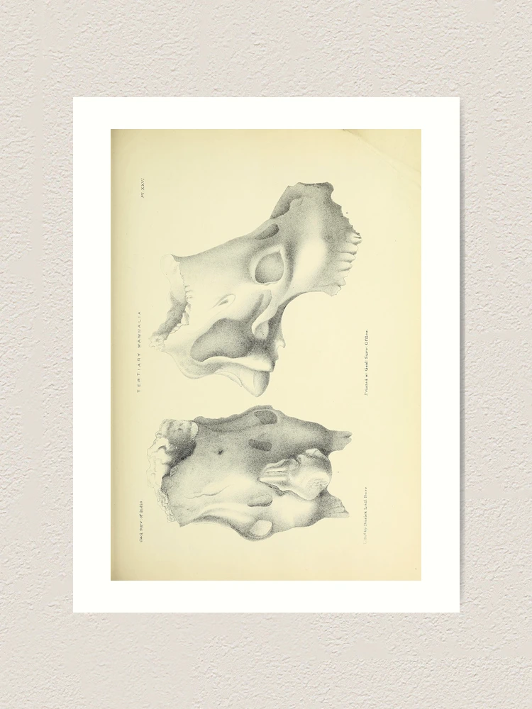 Thumbnail 1 von 3, Kunstdruck, Indian Tertiary and post Tertiary... designt und verkauft von Rodeoclash.
