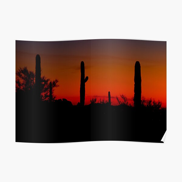 Cacti in the Red Poster