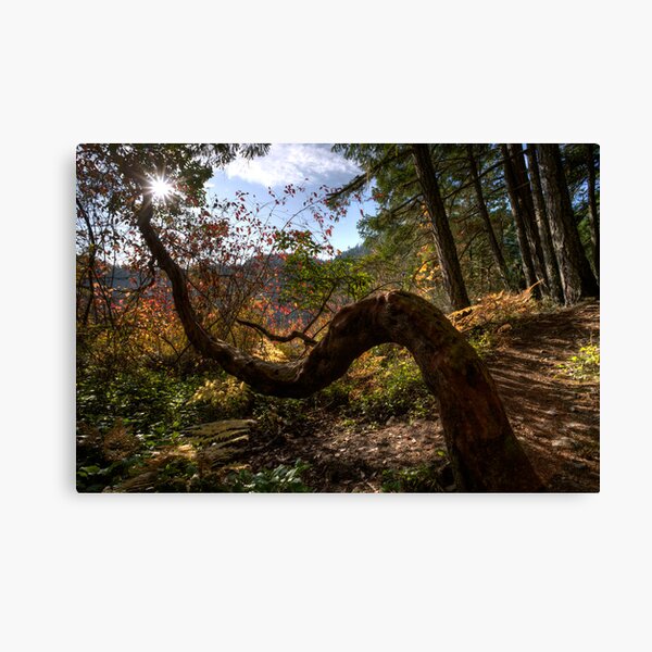 Item preview, Reaching for the Star designed and sold by Don Guindon.