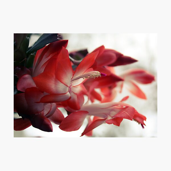Item preview, flower designed and sold by Ilze Romanovska.