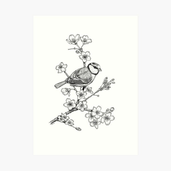 Parus on a Cherry Branch Art Print