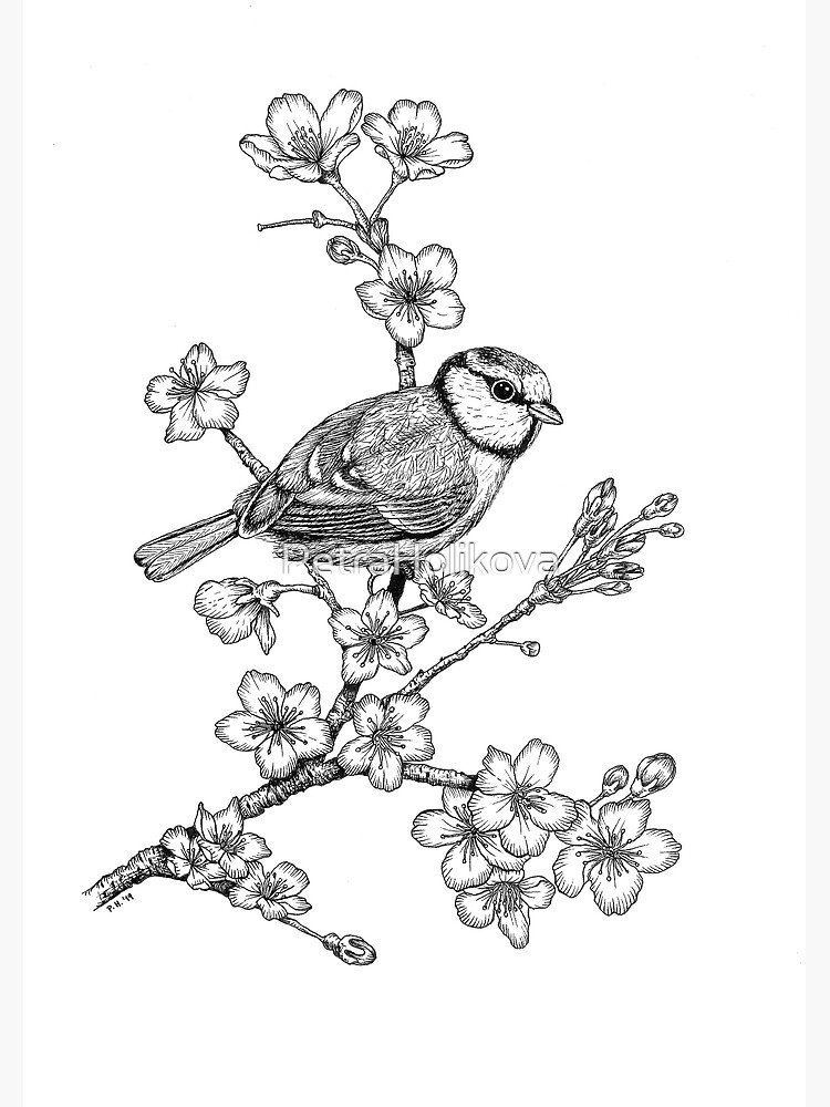 Parus on a Cherry Branch by PetraHolikova