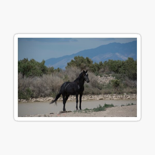 Black Beauty Sticker