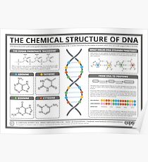 The Chemical Structure of DNA Poster