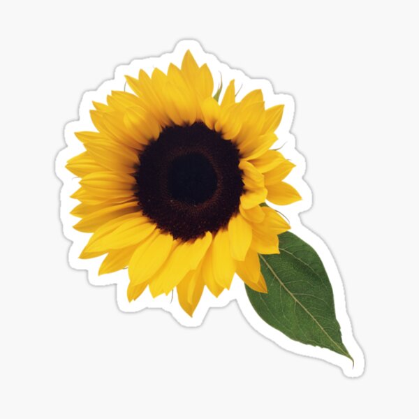“Sunflower, Aesthetic Sunflower” Sticker for Sale by ayker | Redbubble