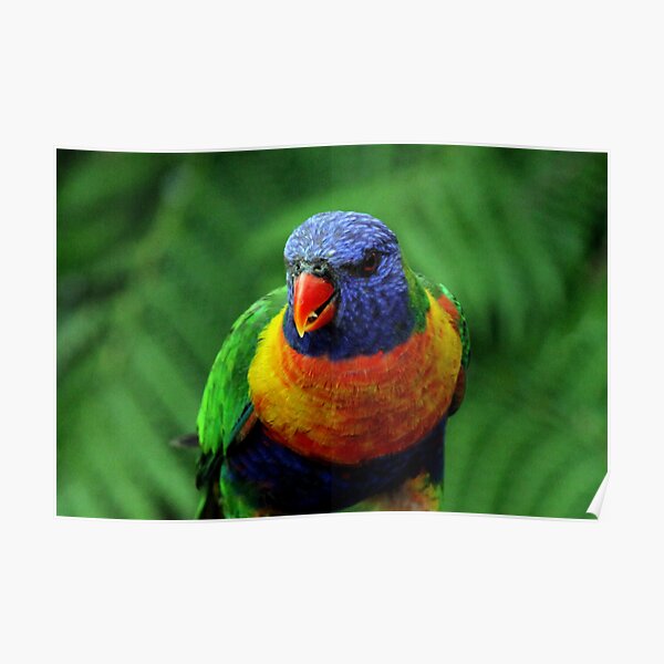 Rainbow Lorikeet Poster