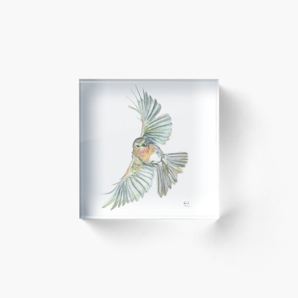 Robin in Flight Acrylic Block