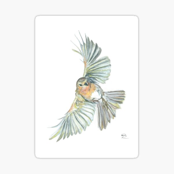Robin in Flight Sticker