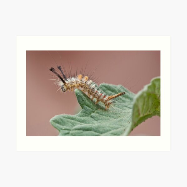 Tussock Moth Caterpillar Art Print