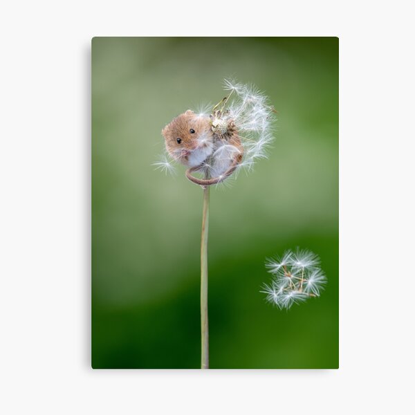 Download Dandelion Canvas Prints Redbubble