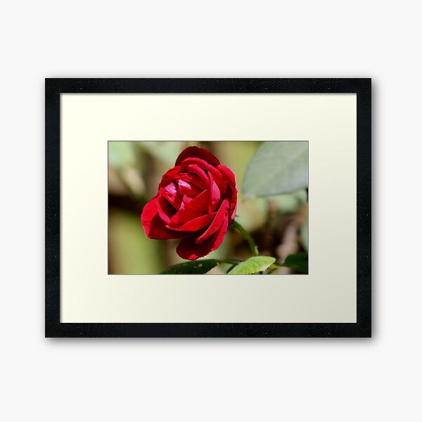 Item preview, Country Squire Rose designed and sold by SylanPhotos.