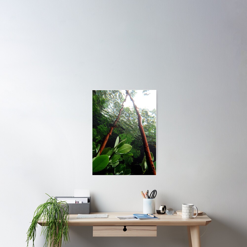 A-frame in Mangrove Poster