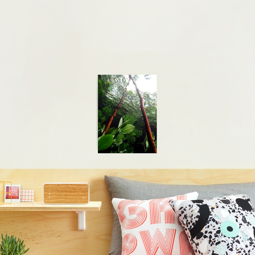 A-frame in Mangrove Photographic Print