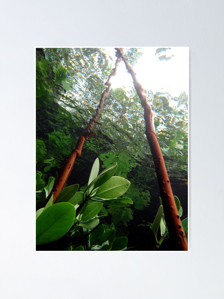 Alternate view of A-frame in Mangrove Poster